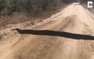 Скачать видео: 南非司机乡间路遇“减速带” 走近后发现竟是巨蟒...