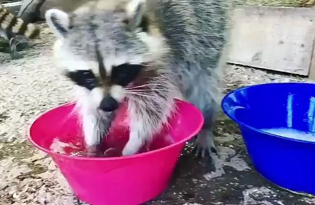 动物圈浣熊洗手手