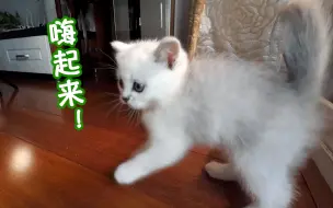 Download Video: 铲屎官第一次开门，六只小奶猫像脱缰的野马般欢腾！