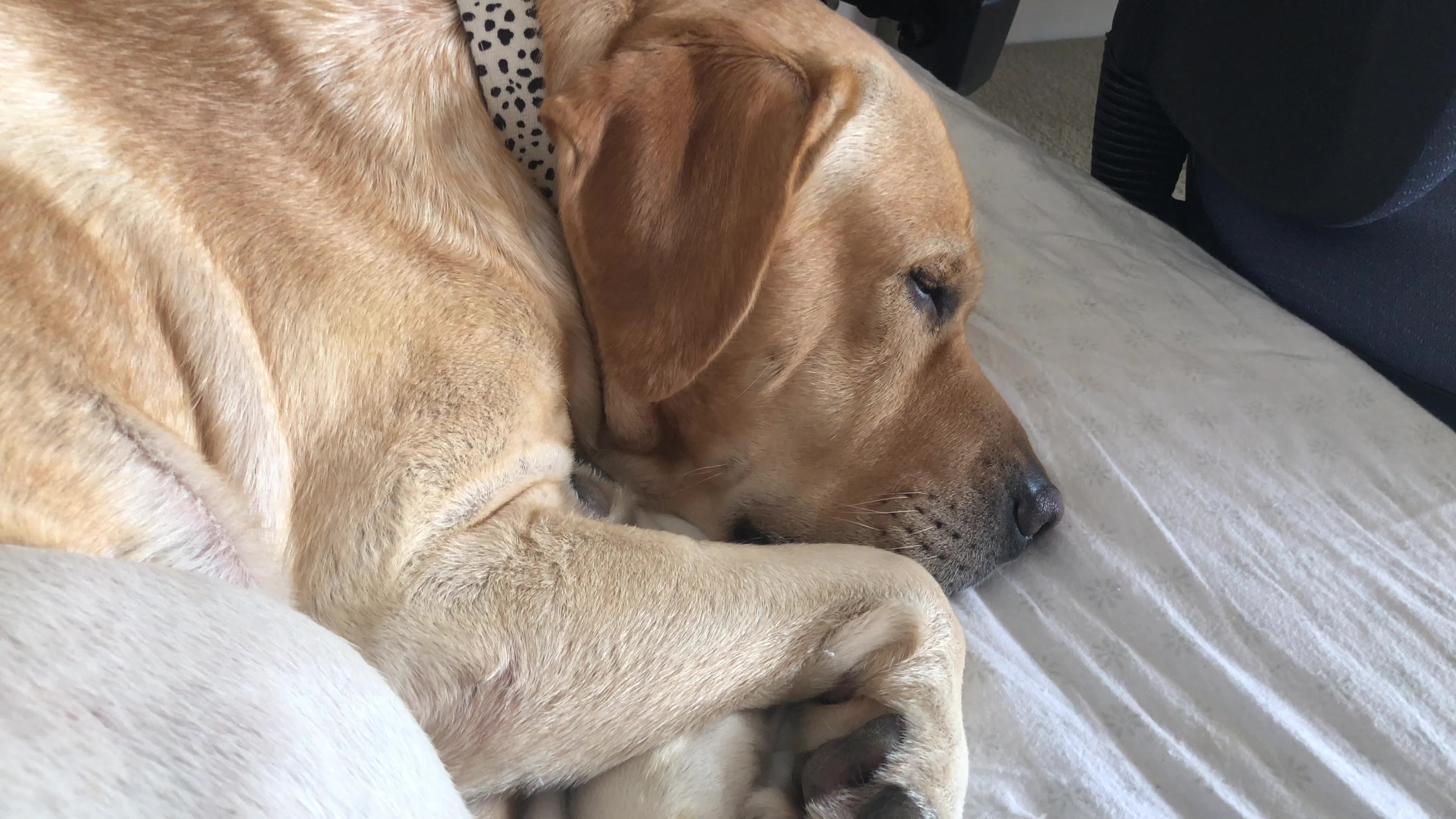 【拉布拉多】小狗在睡觉 |狗片 #1