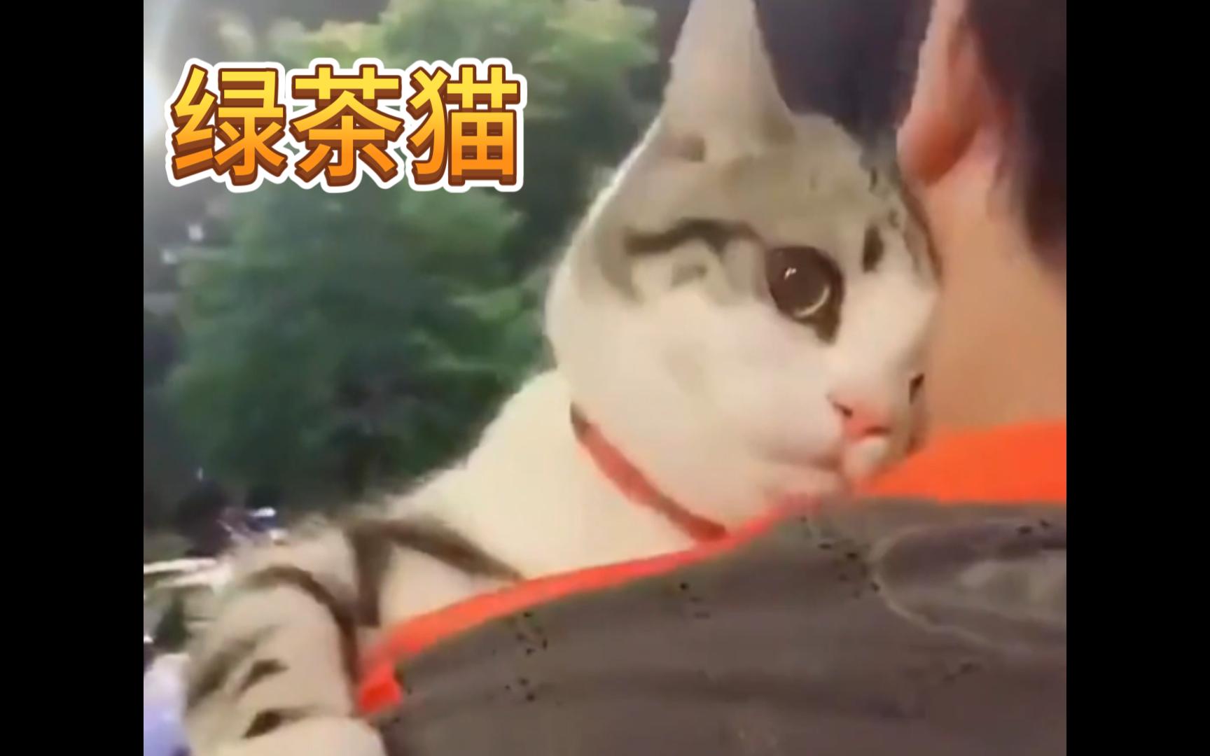 猫:哼!!女人,你拿什么跟我比!?哔哩哔哩bilibili