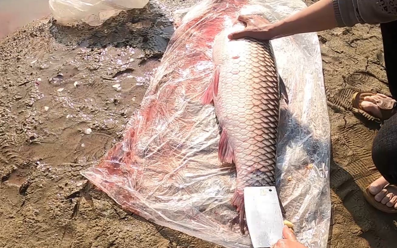 20斤大草鱼就这样在水库边上煮粥喝,鱼骨头炖汤吃,几人吃完一条