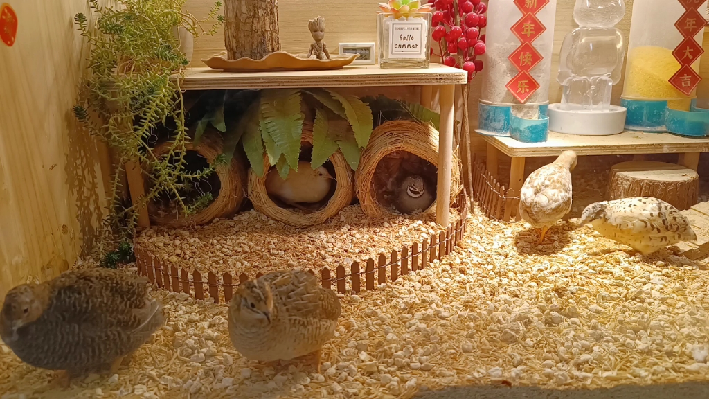 活动  【芦丁鸡】"鸡窝新装修,看看怎么样?