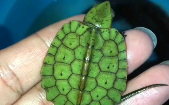 活动  福建鹰人工苗 今年精品苗 国龟 鹰嘴龟