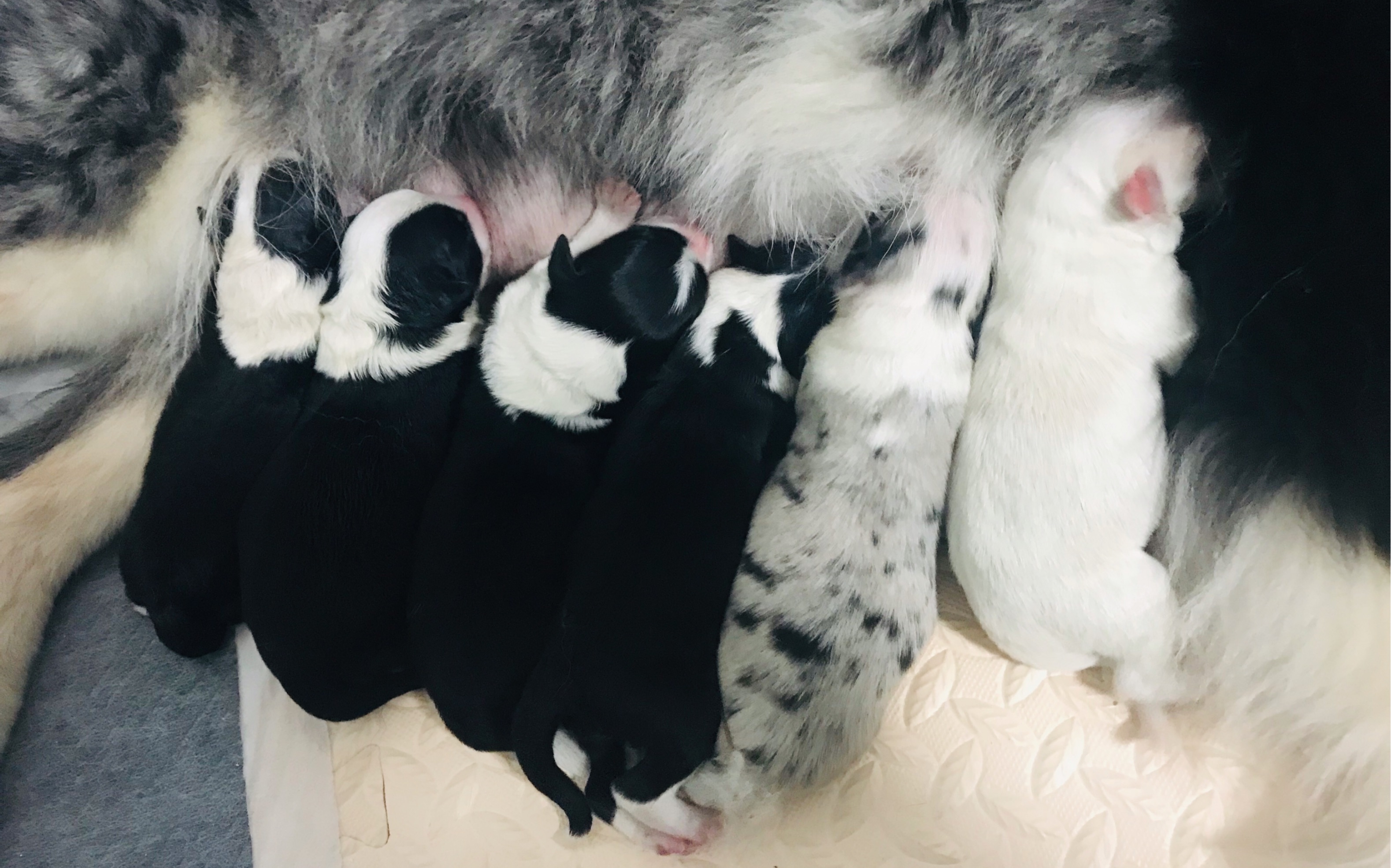 出生一周的边牧宝宝萌哭了!猜猜哪只是老大