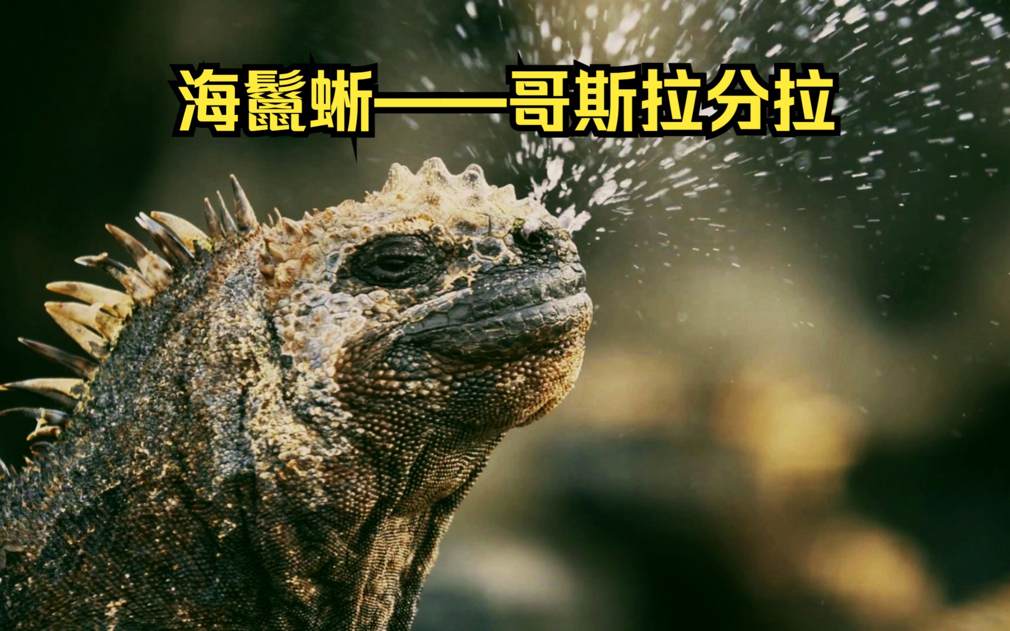 海鬣蜥——现实版的哥斯拉,外表长得凶猛,实则却是个铁憨憨