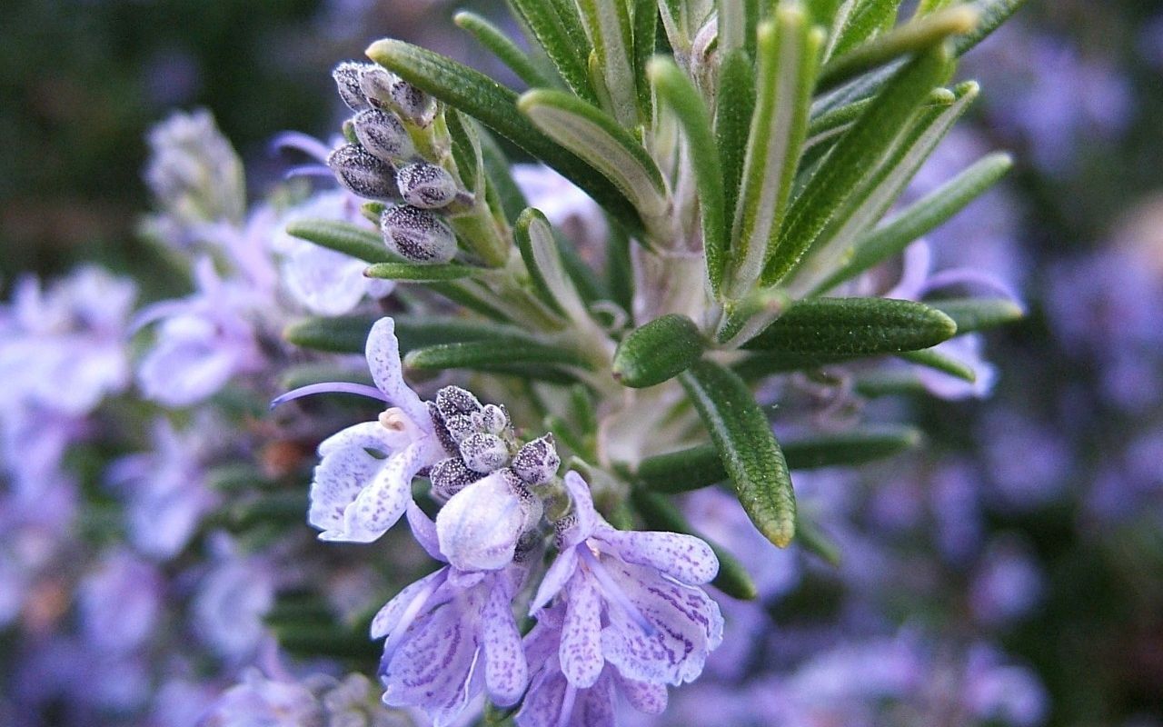 [图]迷迭香油频率 l 精油频率 Rosemary Oil Frequency | Frequency of Essential Oils