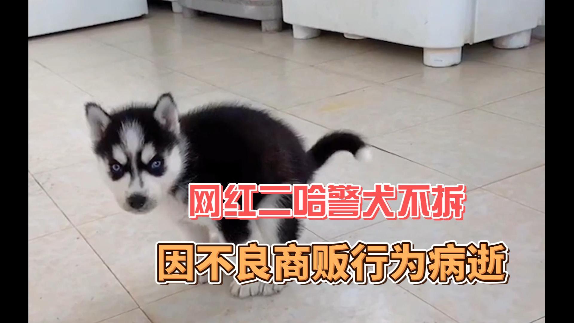 二货警犬闹警局,哈士奇不拆的传奇考编之路,可惜出师未捷身先死