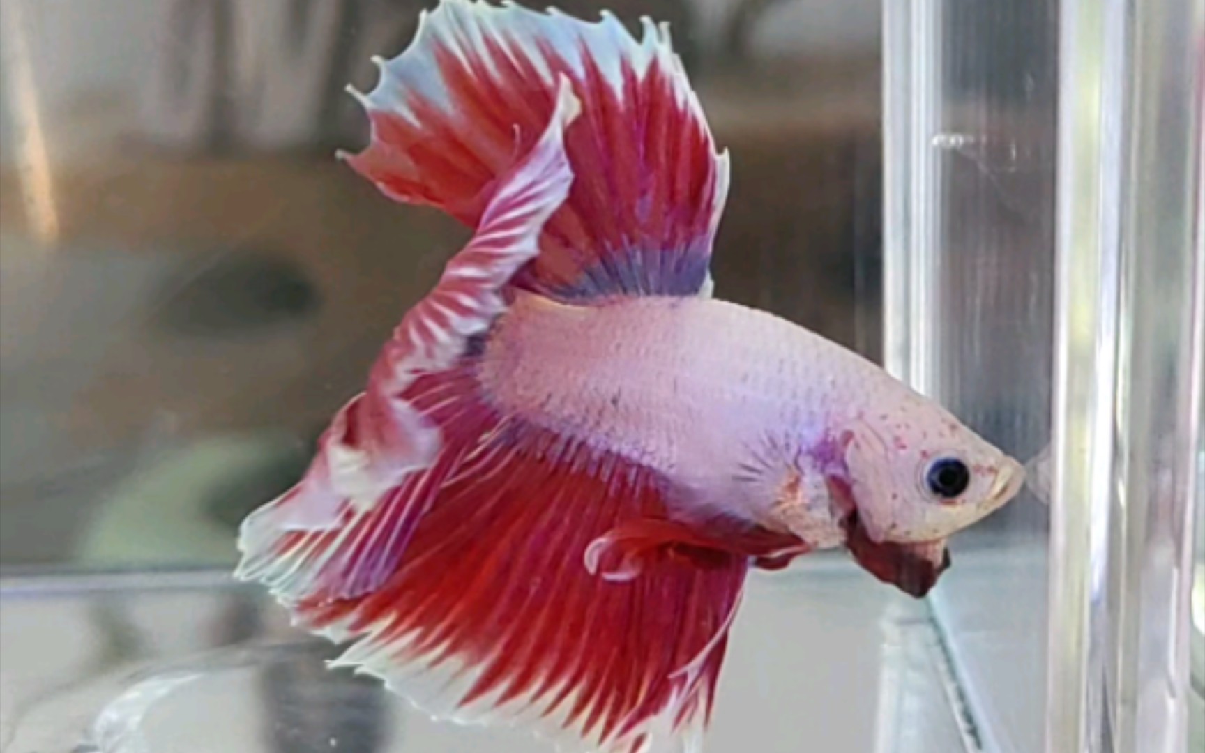 新到家的紫蝶半月斗鱼看上去活力不错