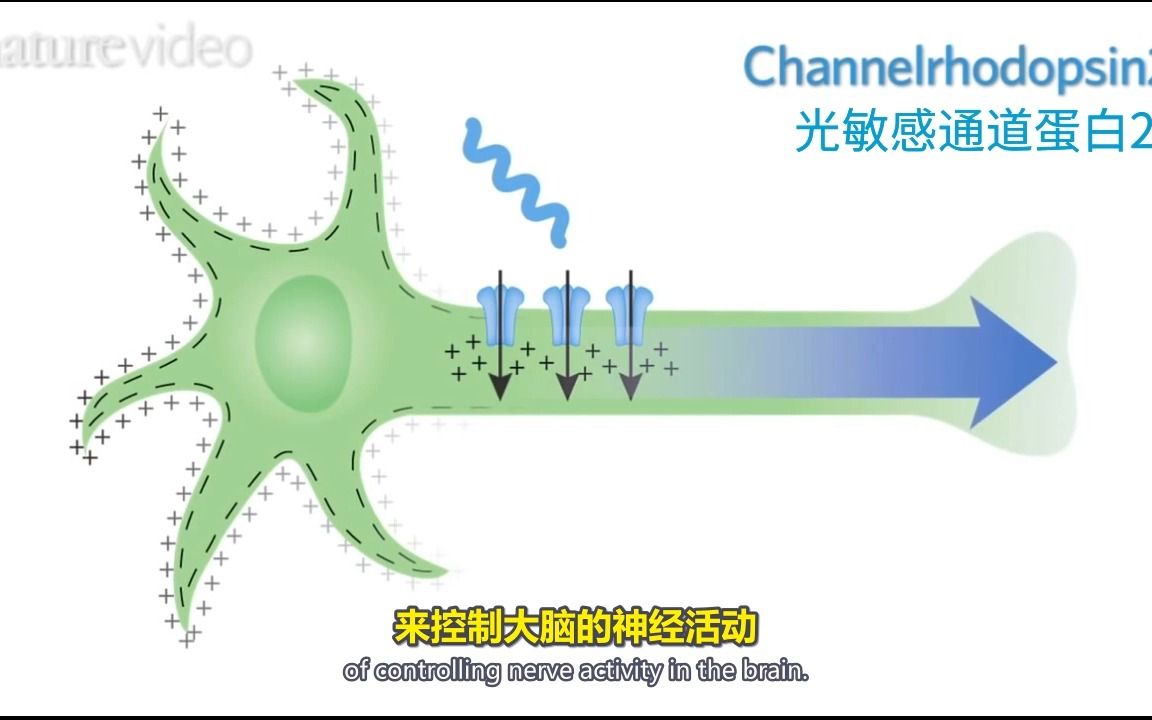 光遗传学 Optogenetics《自然》2010年度技术哔哩哔哩bilibili