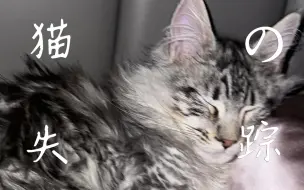 下载视频: 关窗不及时，猫猫两行泪