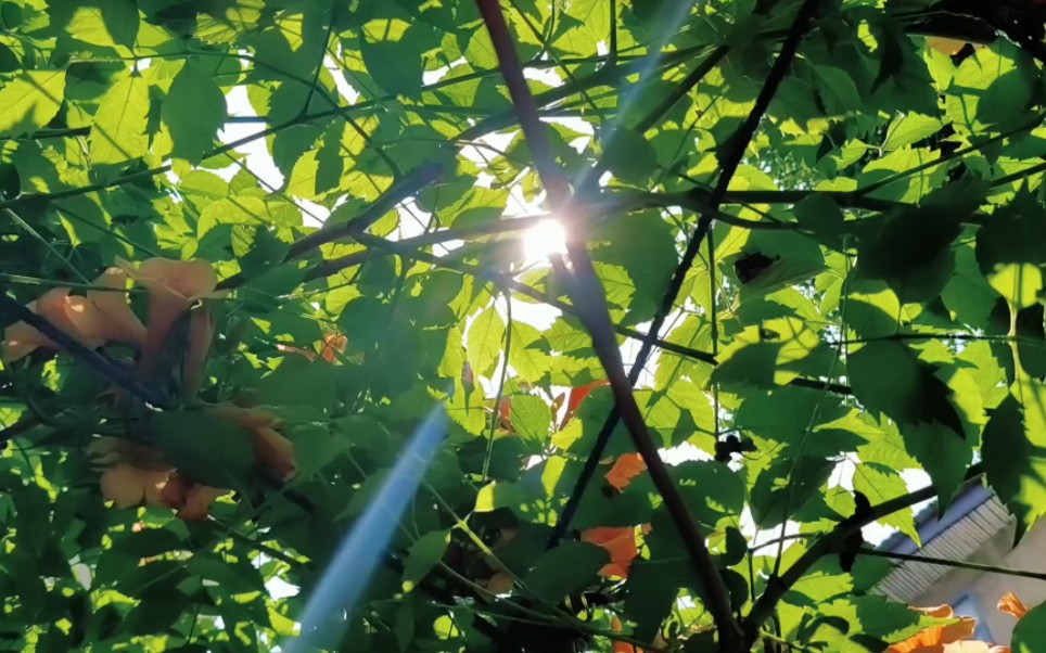 [图]六月的凌霄花，明艳、热烈