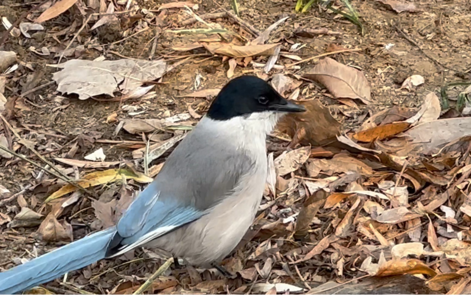 黑头长尾蹦蹦鸡