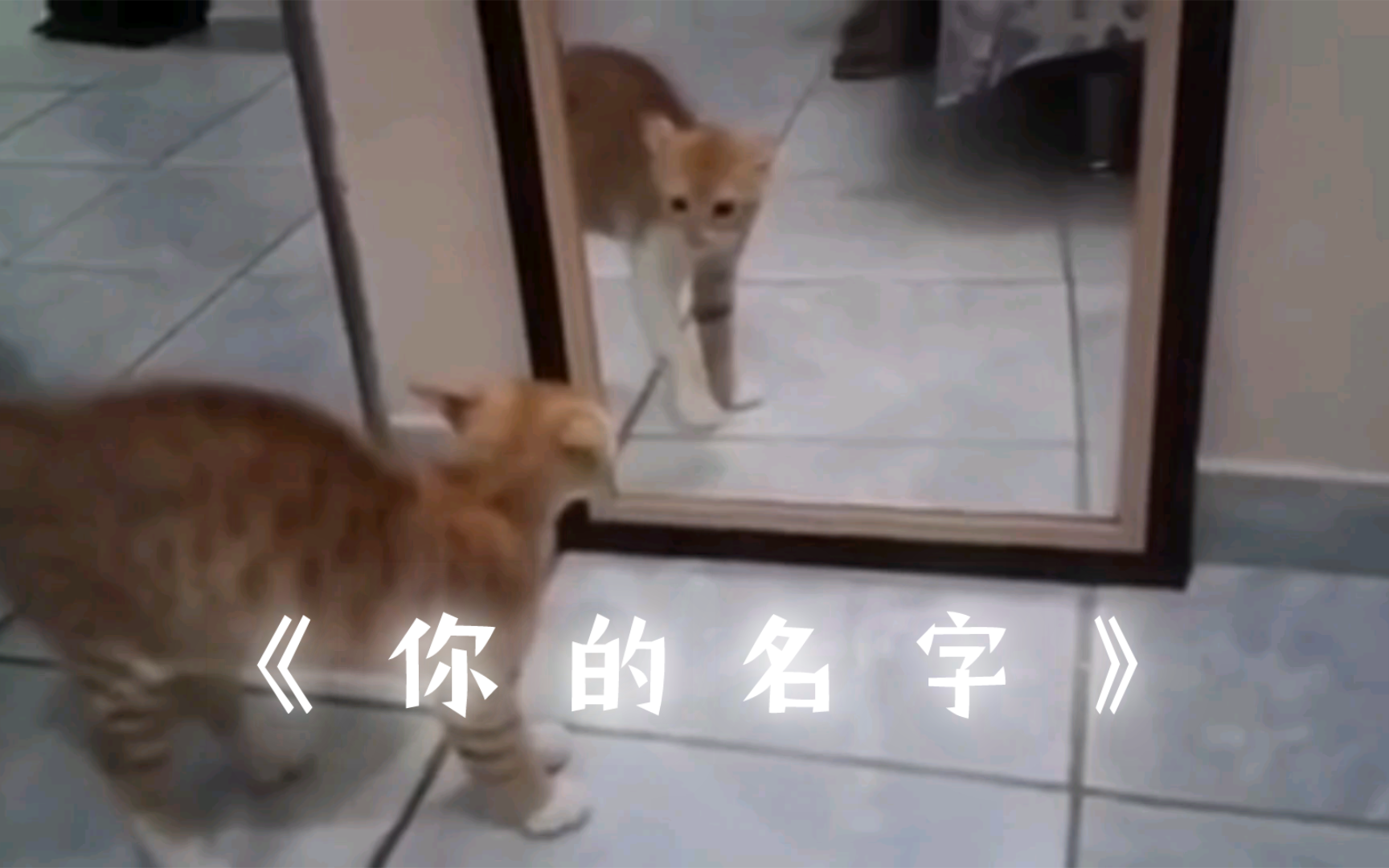 爱猫TV之五谷轮回哈基米哔哩哔哩bilibili