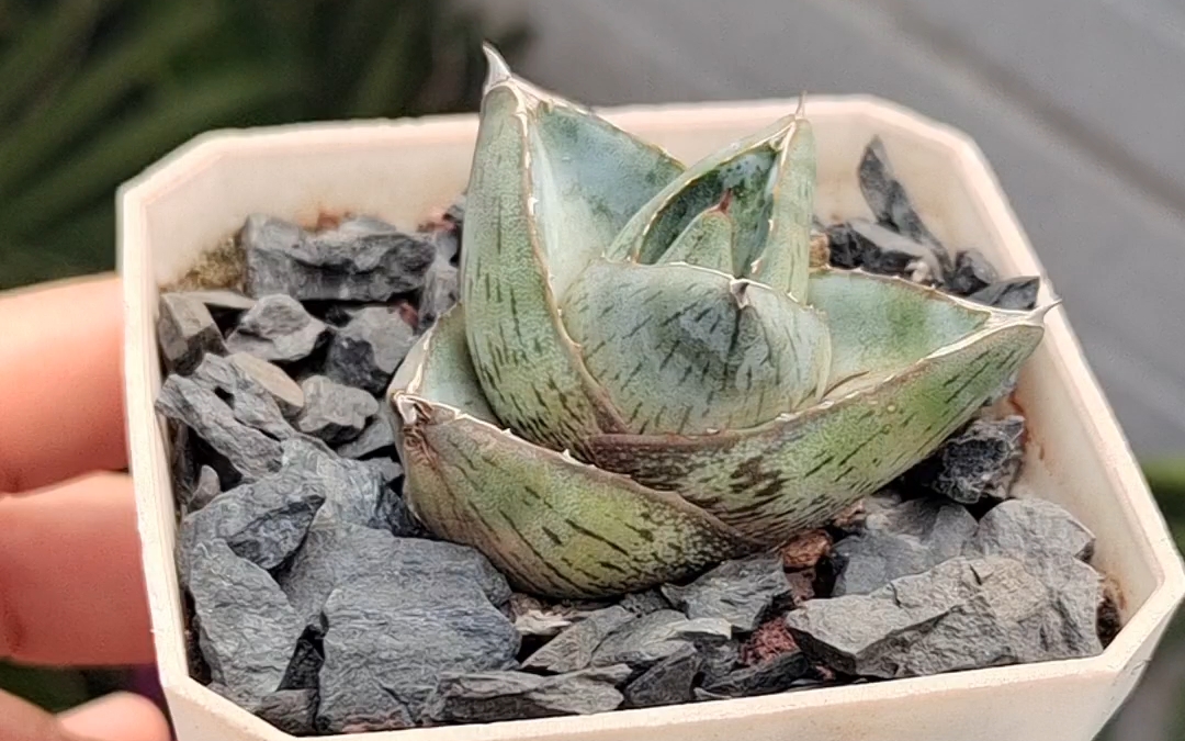 大猫的龙舌兰之普米拉