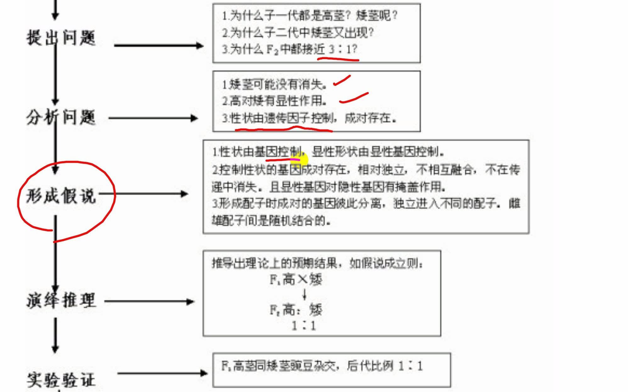 有趣的假说演绎法哔哩哔哩bilibili