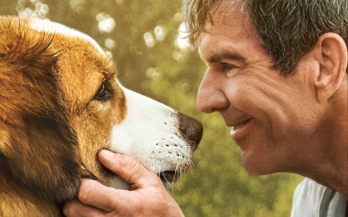 《一条狗的使命2》预告 今夏最强催泪弹_哔哩哔哩 (゜-゜)つロ 干杯