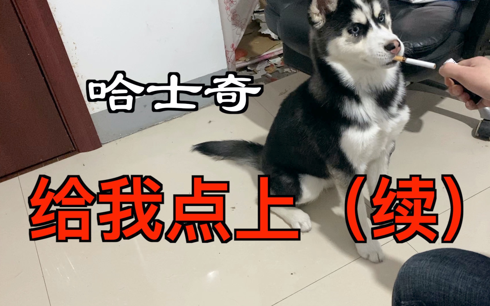 抽烟的哈士奇续集来了