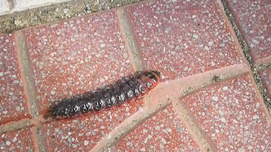 儿时记忆中的杨喇子?_哔哩哔哩 (゜-゜)つロ 干杯~-bilibili