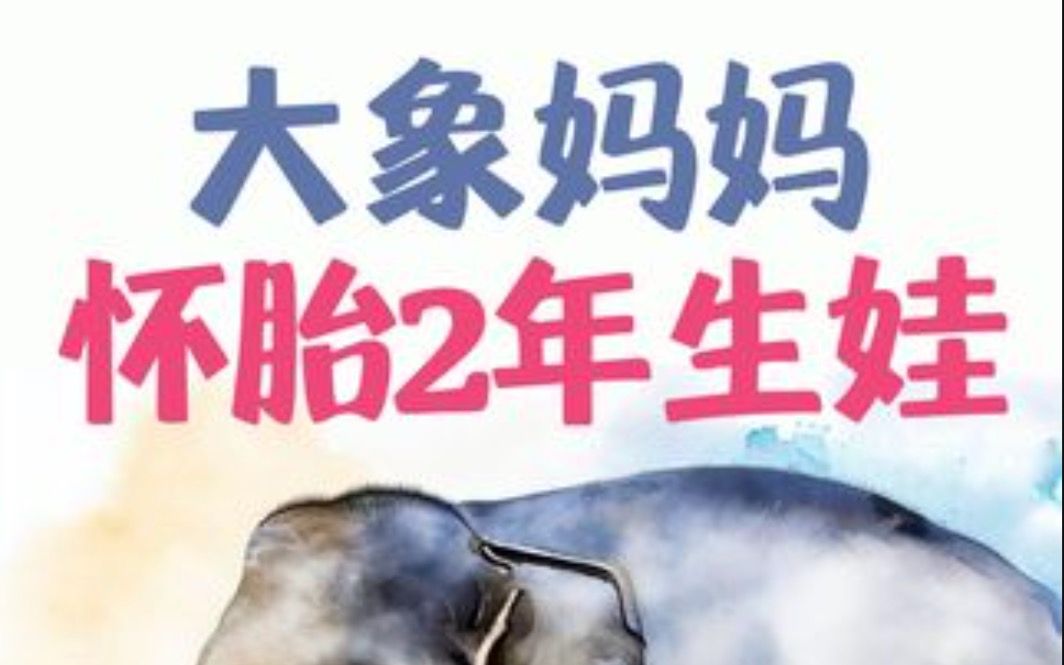 揭秘大象繁殖秘密:雄象发情期有多暴躁?母象怀胎2年花3小时生娃(上)哔哩哔哩bilibili