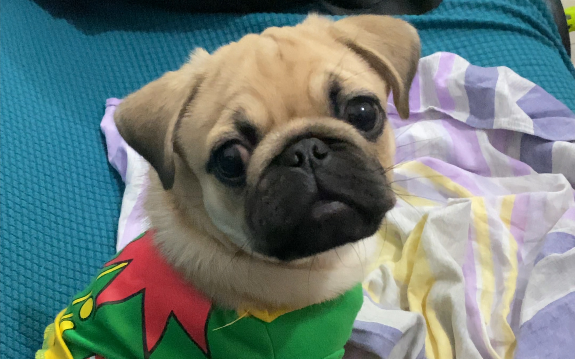 小哈皮难得这么乖