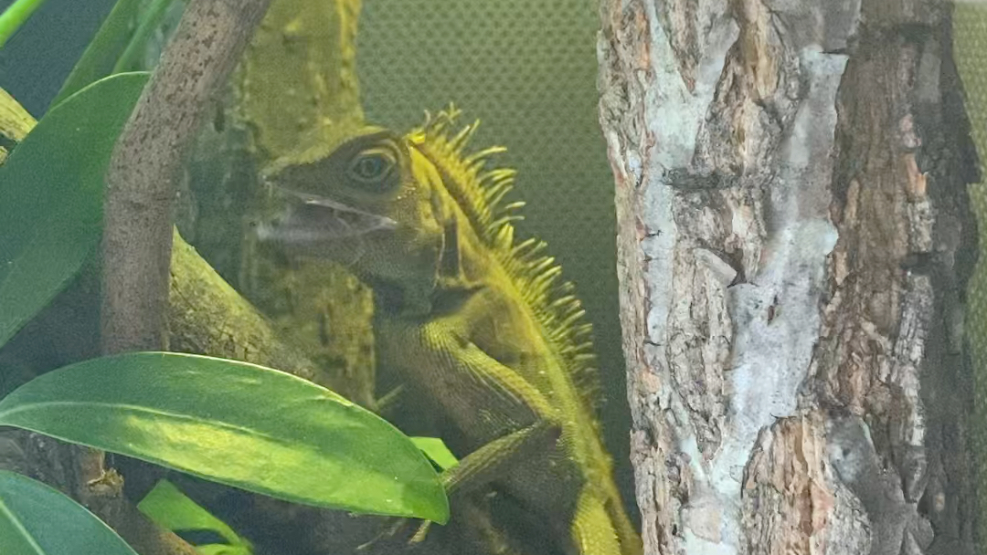 贝尔头角蜥gonocephalus bellii 喂食