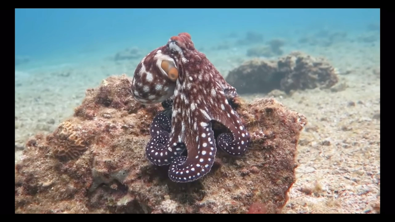 [图]大章鱼Octopus 如何在海底行走，变换颜色保护自己