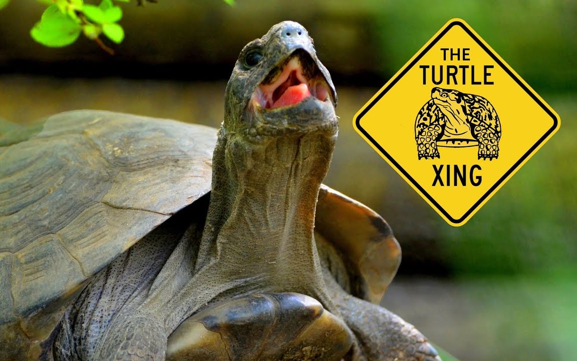 【中文字幕】希腊陆龟 及其亚种 | greek tortoise | gst(2020.8.13)_