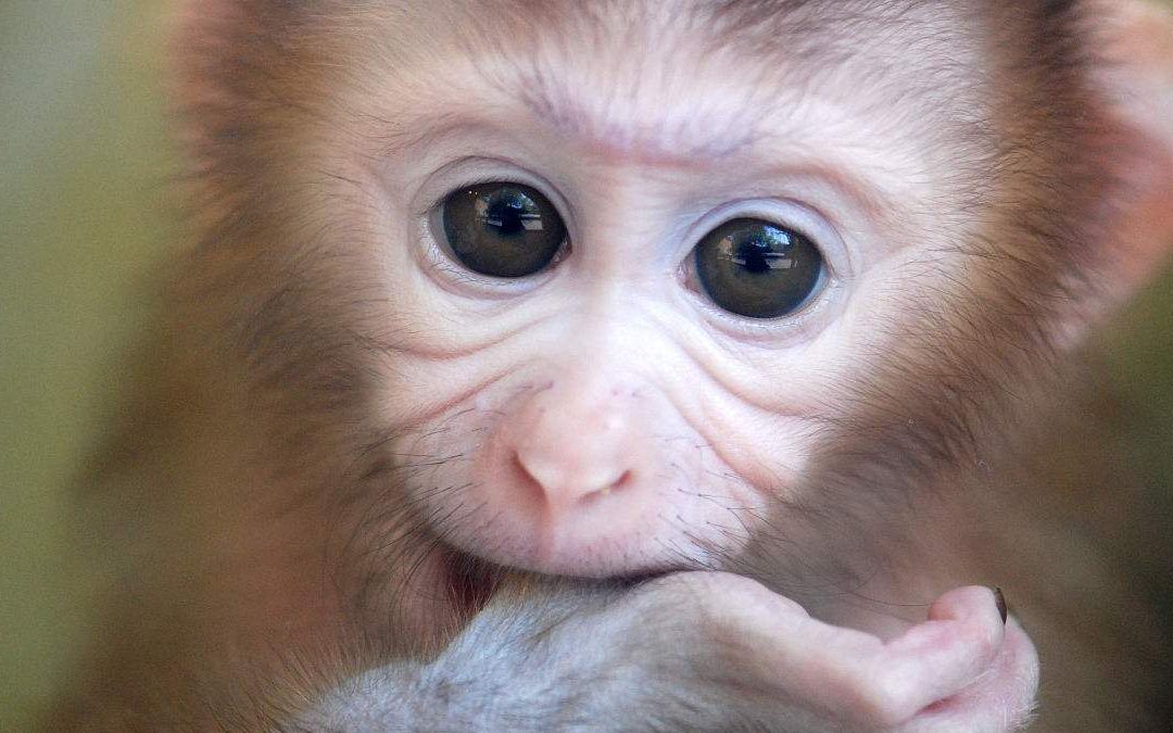 一级保护动物北豚尾猴获救森警爸爸暖心喂奶