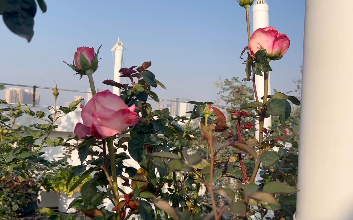 福建两广耐热耐晒月季推荐:切花月季衬裙.