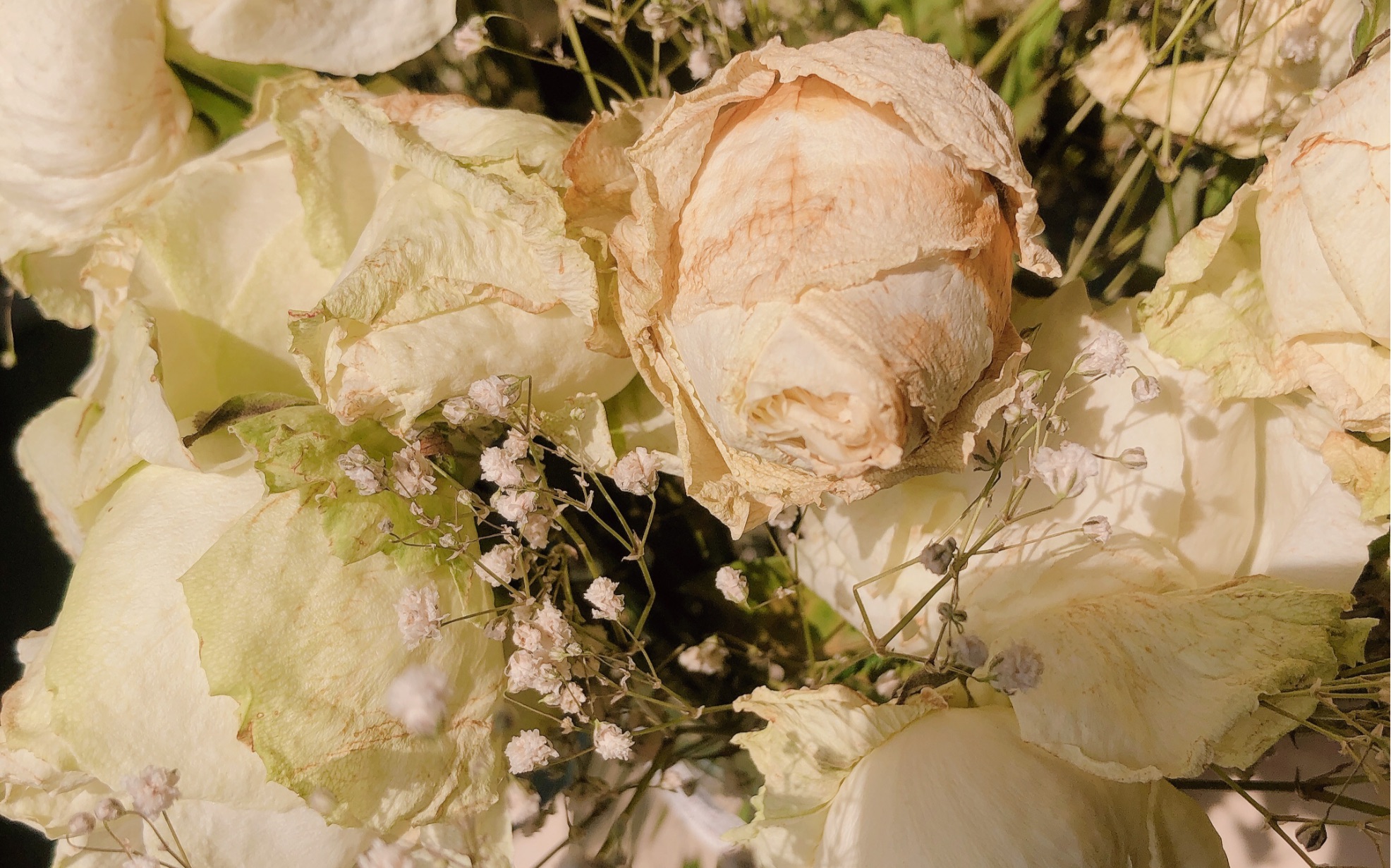 阳光下枯萎的白玫瑰