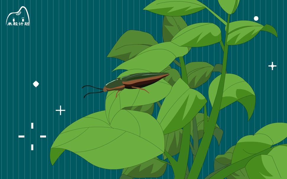 叩头虫为什么要叩头?_哔哩哔哩_bilibili