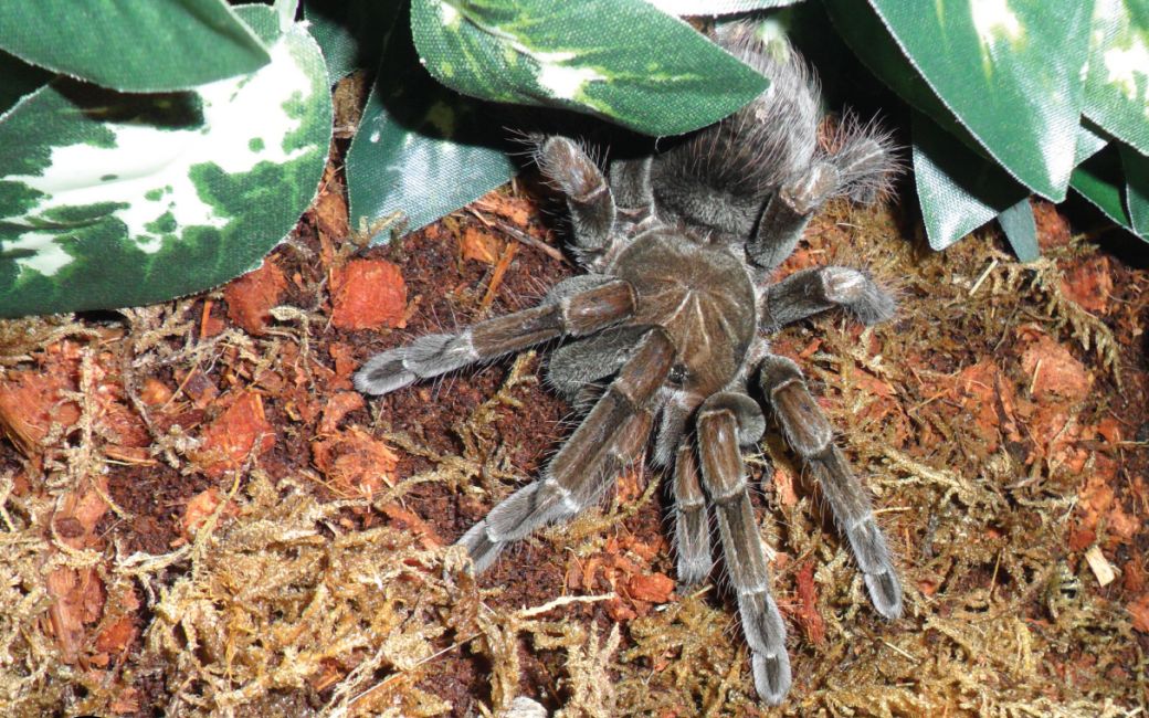 马查拉钢铁蓝~幼体扑食~状态爆炸~pam属经典入门级品种