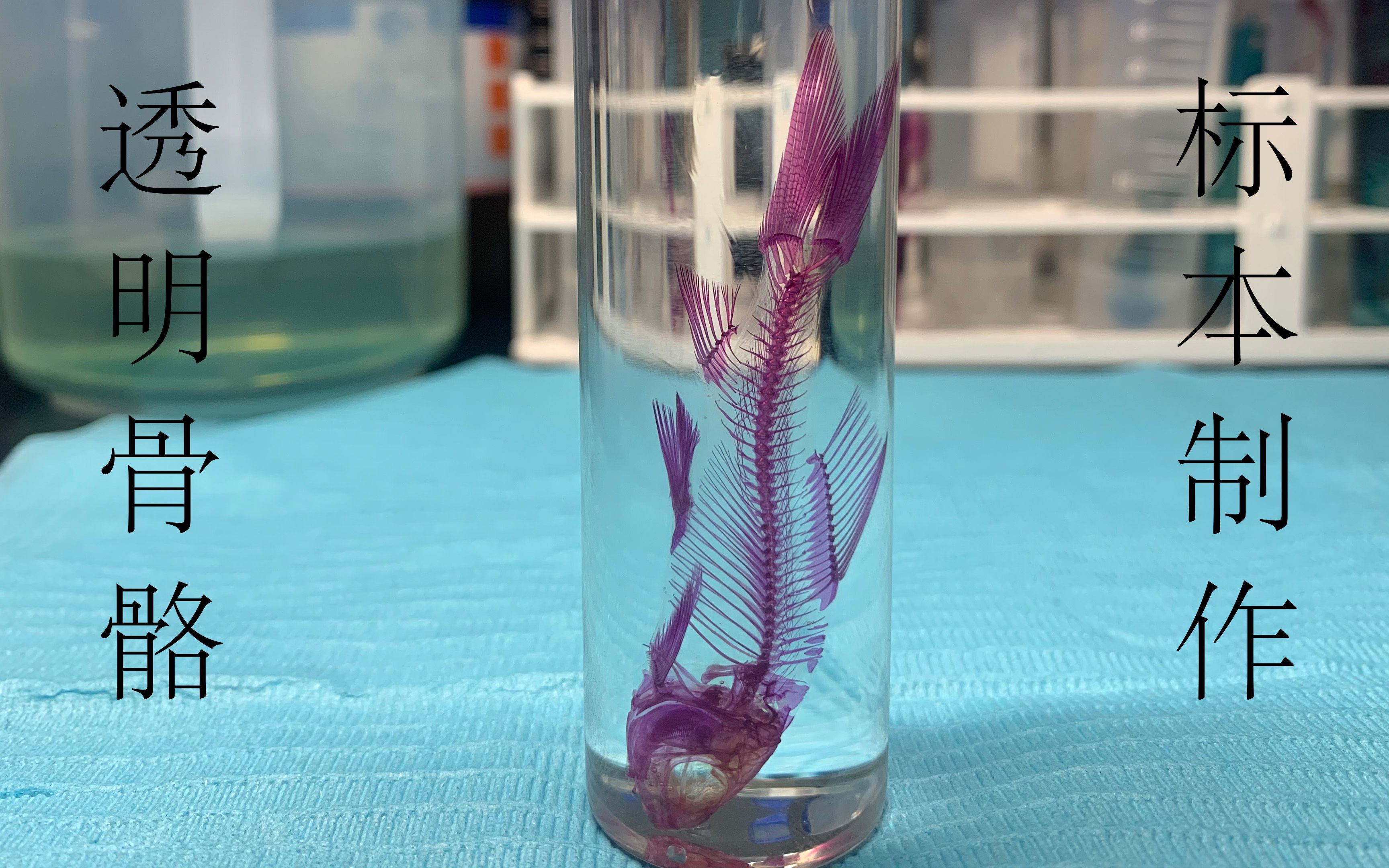 【透明骨骼标本】鲮鱼透明骨骼制作,点赞过百抽取一位小伙伴赠送哦!