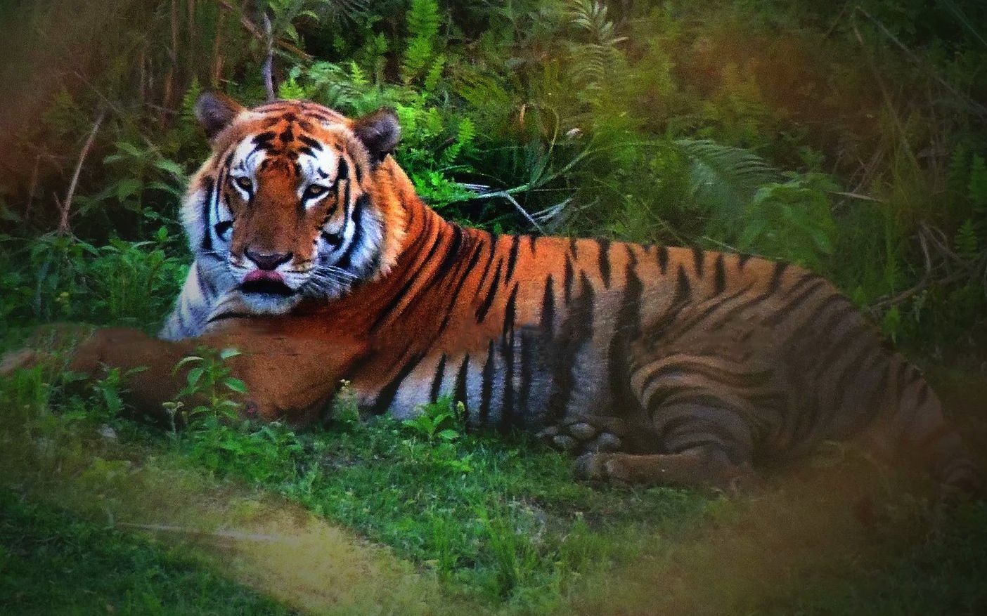 卡齐兰加新虎王谢利可汗袭击家牛新的组图