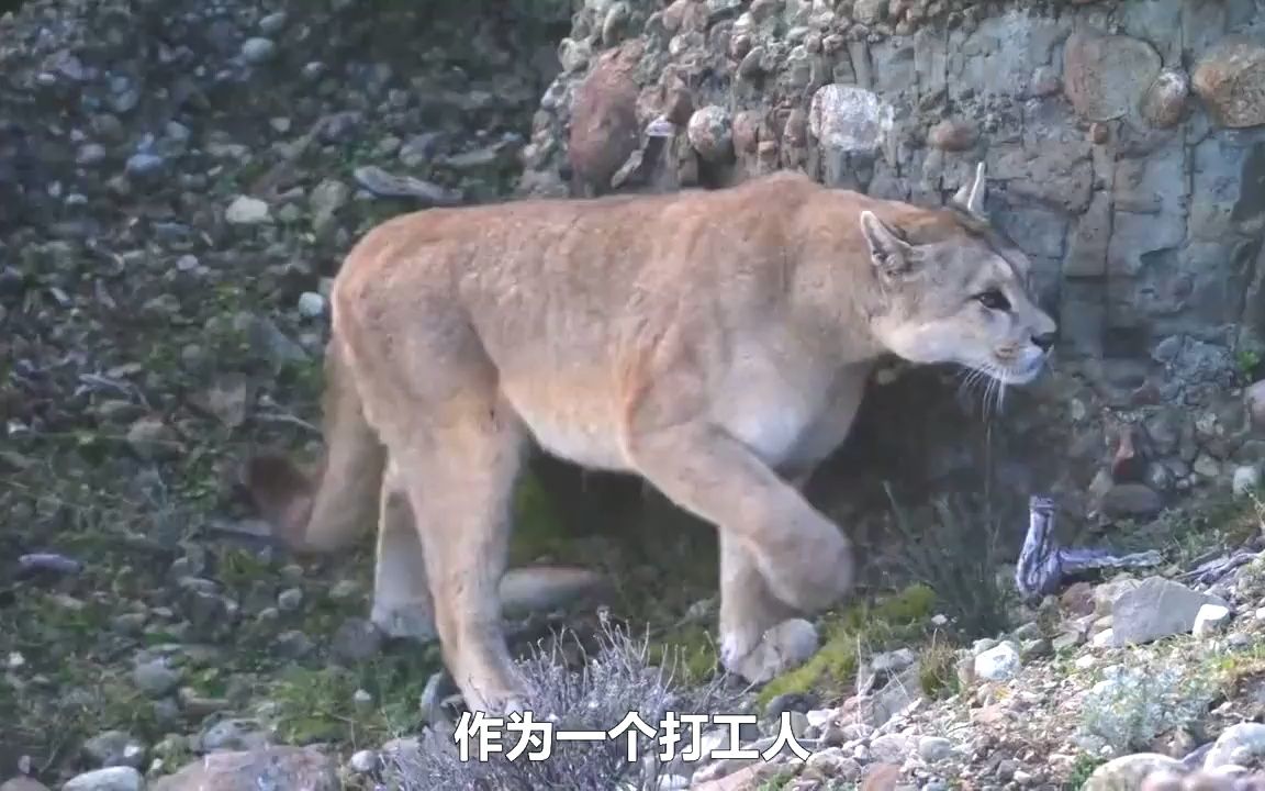 终极猎杀:饥饿的狮子猎杀成年母象,跳到背上直接啃哔哩哔哩bilibili