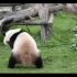 功夫熊猫：是时候表演真正的技术了，拿起竹子，耍一套棍法了