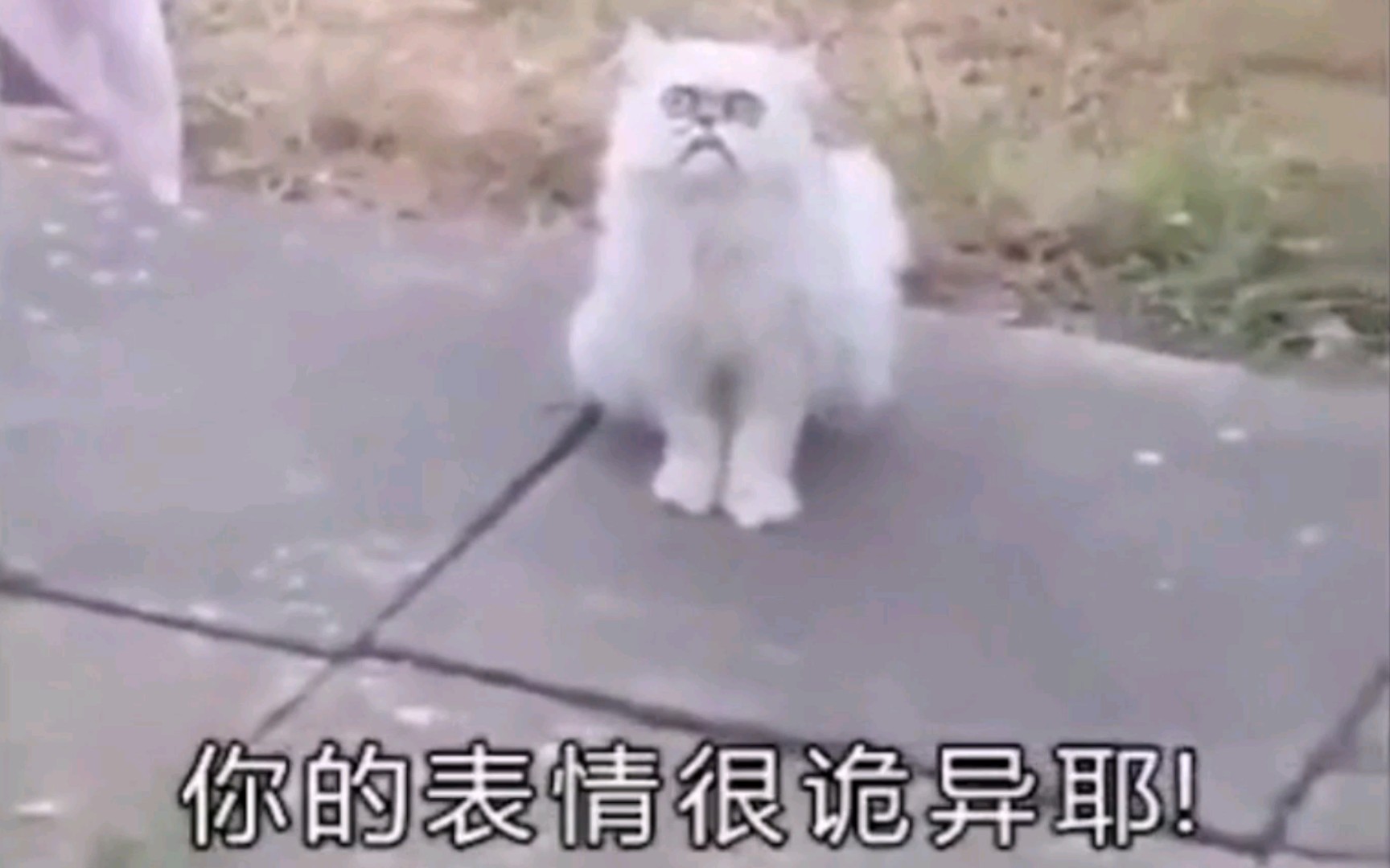 奶奶猫完整版哔哩哔哩bilibili