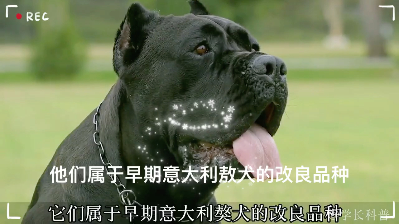 你知道世界最凶猛的犬有哪些么哔哩哔哩bilibili