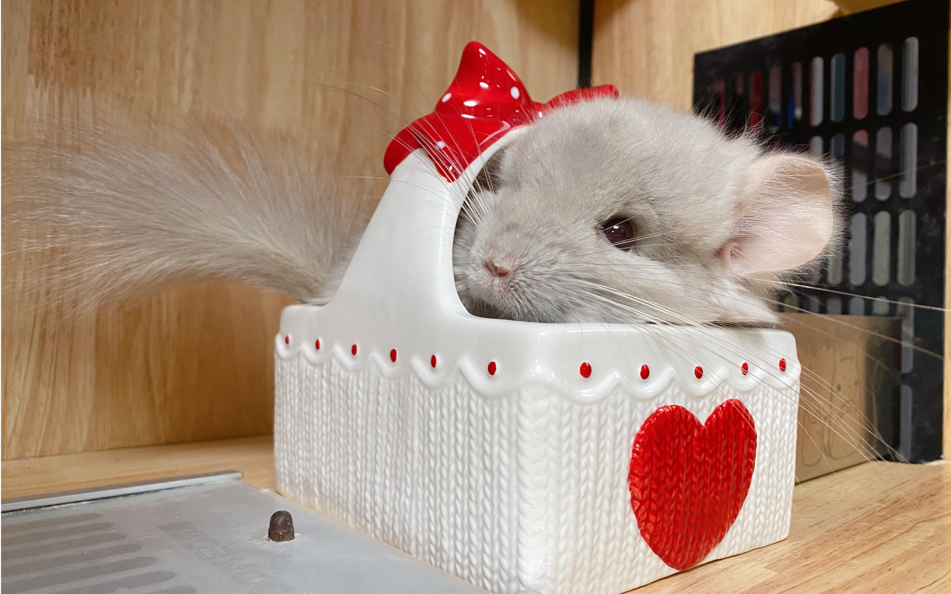 龙猫毛毛桃一只成精了的毛球球