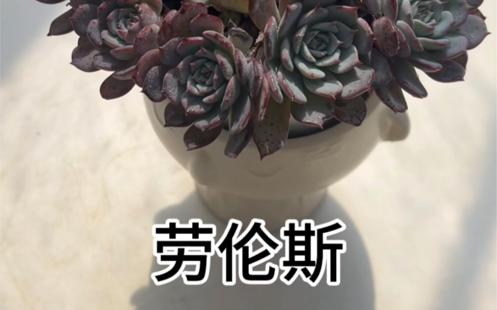 劳伦斯多肉植物哔哩哔哩bilibili