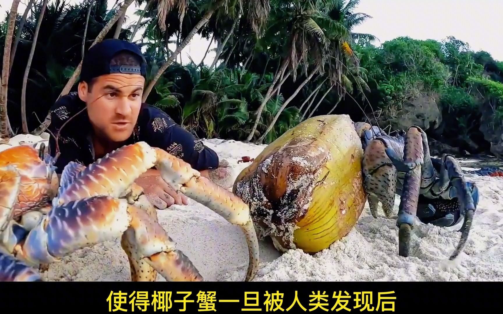 捕杀大海鸟,爬树开椰子,传言会吃人的椰子蟹到底有多猛?