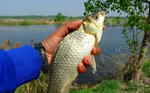 Tải video: 野钓：电工眼皮底下钓鲫鱼，树枝旁打一把酒米，大板鲫拉到爽