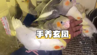 养玄凤鹦鹉真的太费劲了，我以后肯定不会再手养玄凤了