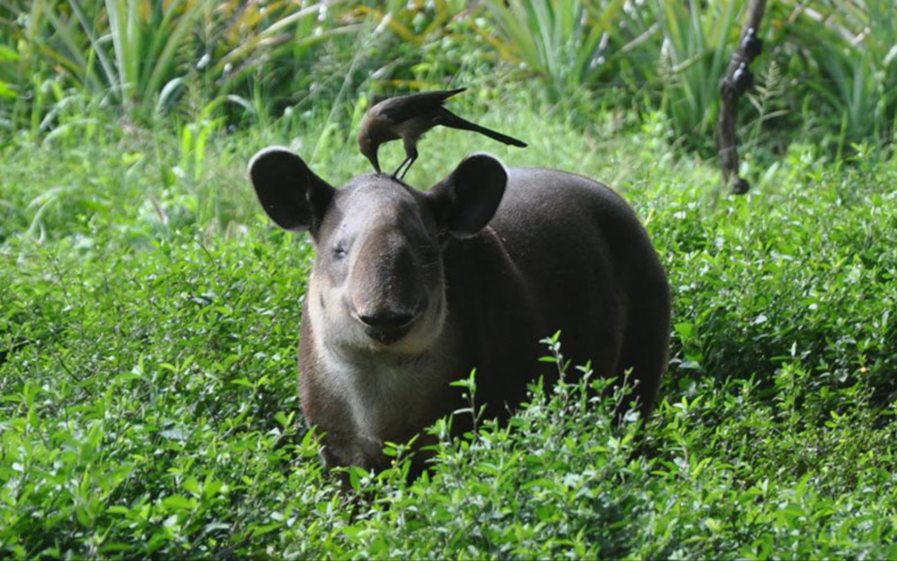 中美貘libu的牙齿健康检查,美国milwaukee county zoo