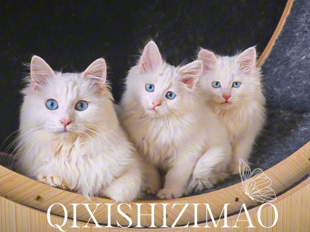 狮子猫蓝眼睛弟弟小可爱两只崽