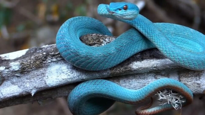 很美海岛蓝色竹叶青!