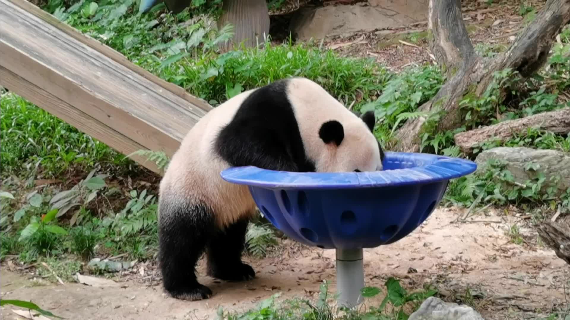 大熊猫隆仔图片