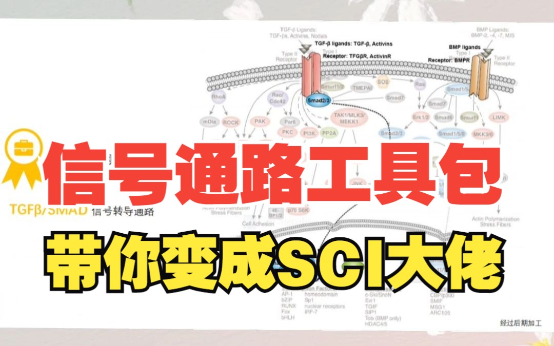 信号通路怎么做?这个工具包带你秒变大佬!!哔哩哔哩bilibili