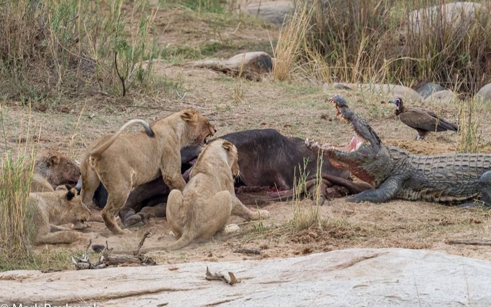 【河流霸主对阵草原之王】尼罗鳄vs非洲狮合集